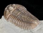 Flexicalymene Trilobite From Indiana #5607-2